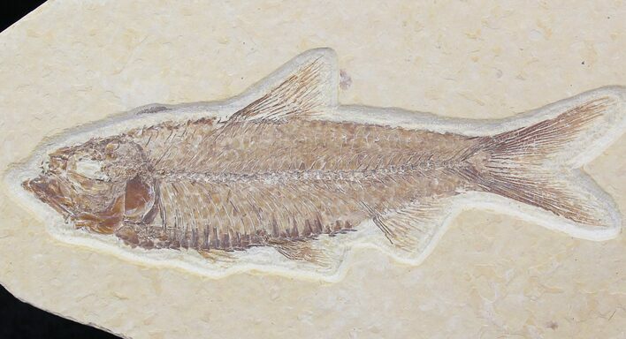Knightia Fossil Fish - Wyoming #21899